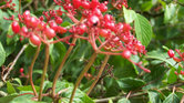 Berries In The...