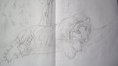 White tiger sketch... White tiger sketch...