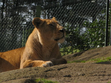 A tiger... :P