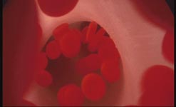 Red blood cells