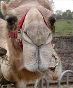 Camel