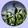 crops