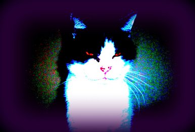 Wolf-cat