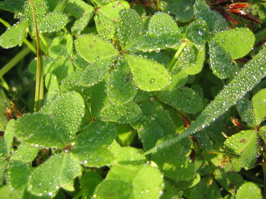 Water clovers
