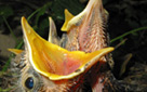 Hungry Chicks (click to enlarge)