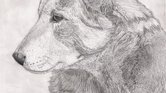Regal Stare -...