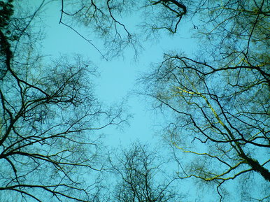 Looking upwards