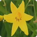 Day lily, Hemerocallis