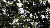 Twisted branches... Twisted branches...