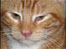 Socks the abandoned cat, given a new home in Caversham