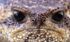 Toad
