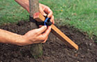 Staking tree