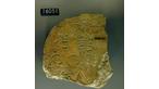 Portion of a limestone Stelae