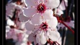 Gentle pink