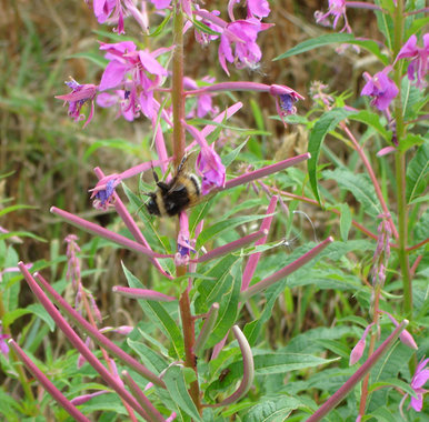 Bumble Bee