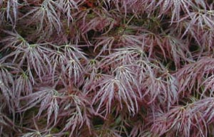 Acer