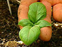 Herbs