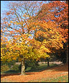 autumn at Chatsworth House by Alan Howarth