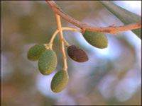 Olives