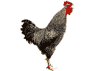 big cock
