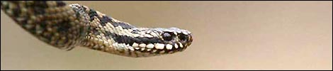 A relaxed adder, taken by Rob Ward