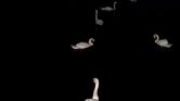 Swans into the...