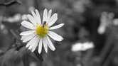 Splash of colour...