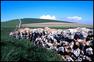 'Looking Towards St Catherine's Down' by Keith Towers