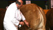 Day 1 - A bull being preened ready for show.