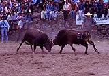 Photo of bullfight near Trabzon in Turkey