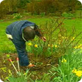Pruning bush rose