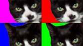 My Cat My Cat