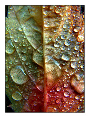 After the rain