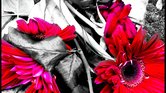 Forgotten flowers...