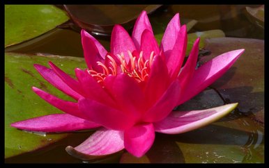 Lily