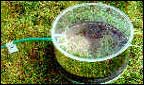experiments on grass