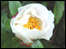A flower.
