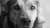 Dog Dog
