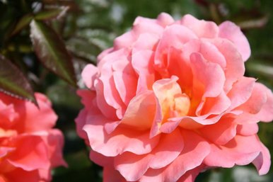 Pretty In Pink