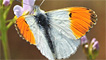 An orange-tip butterfly by Julian