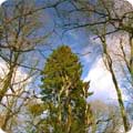 Trees